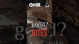 Snake coiled on rocky ground with bold red text 'BITES' and the title 'is that good? when a snake' overlayed, for a snakebite awareness video.